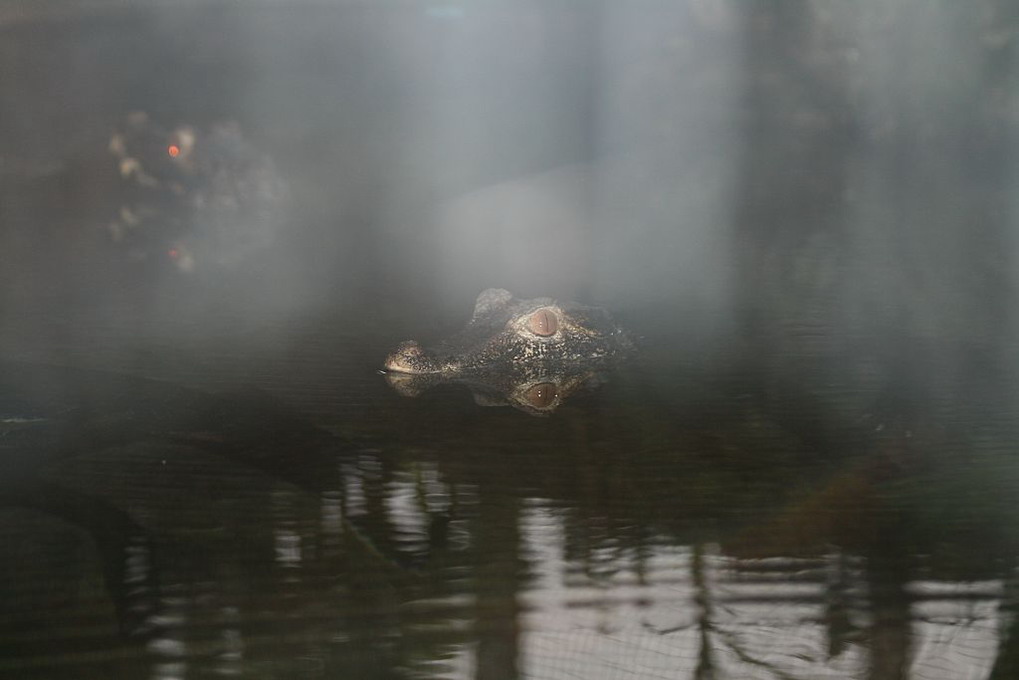 Dværgkaiman (Paleosuchus Palpebrosus)