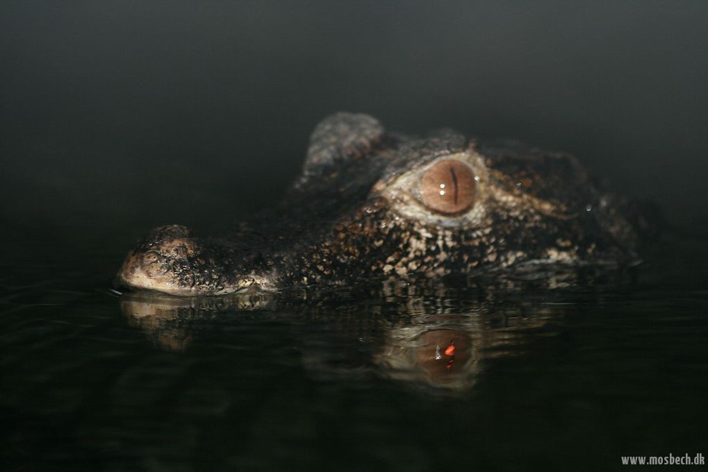 Dværgkaiman (Paleosuchus Palpebrosus)