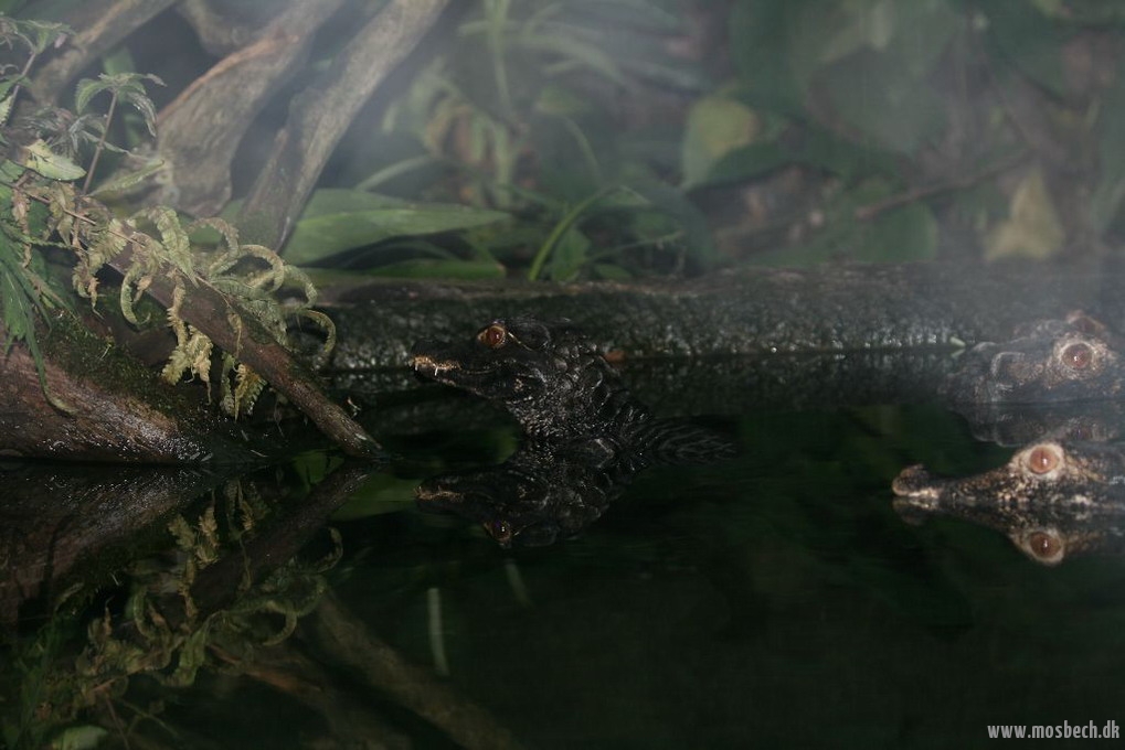Dværgkaiman (Paleosuchus Palpebrosus)