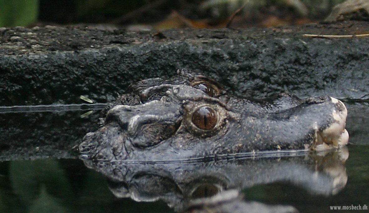 Dværgkaiman-(Paleosuchus-Palpebrosus)