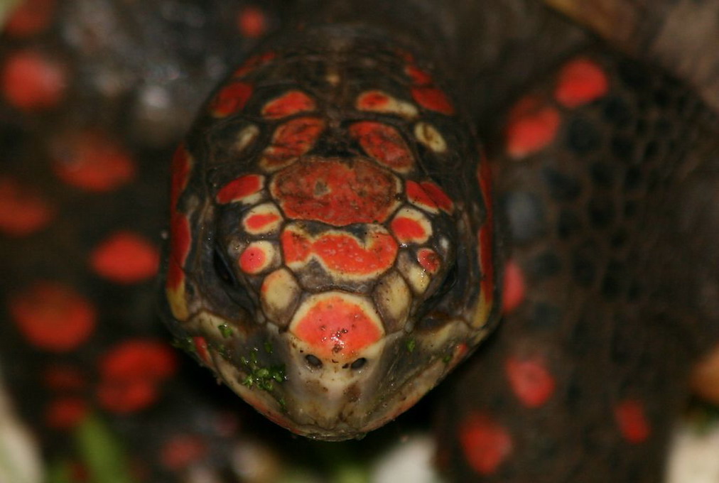Rødfodet Skovskildpadde (Geochelone Carbonaria)
