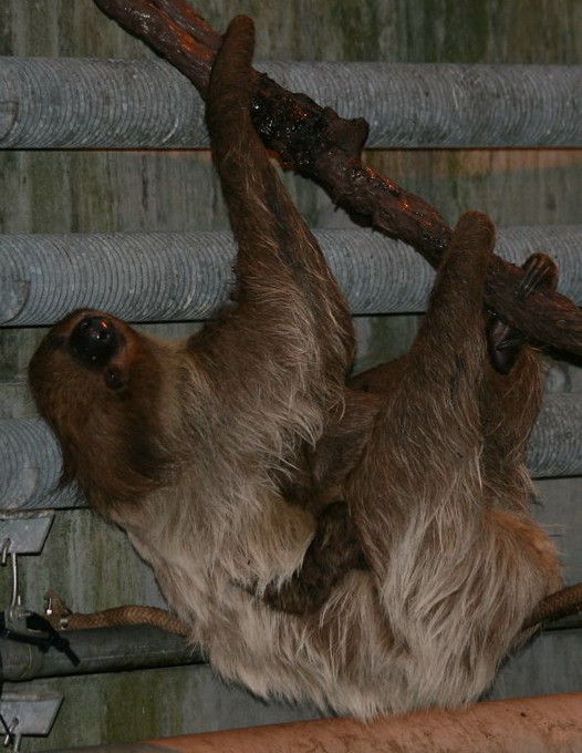 Totaaet Dovendyr (Choloepus Didactylus)
