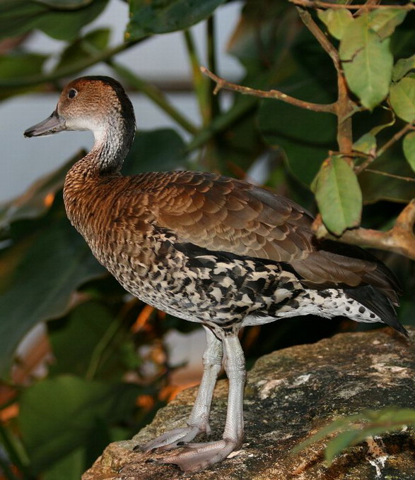 Træand (Dendrocygna Arborea)