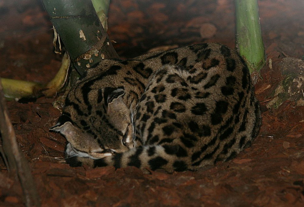 Margaykat (Leopardus Wiedii)