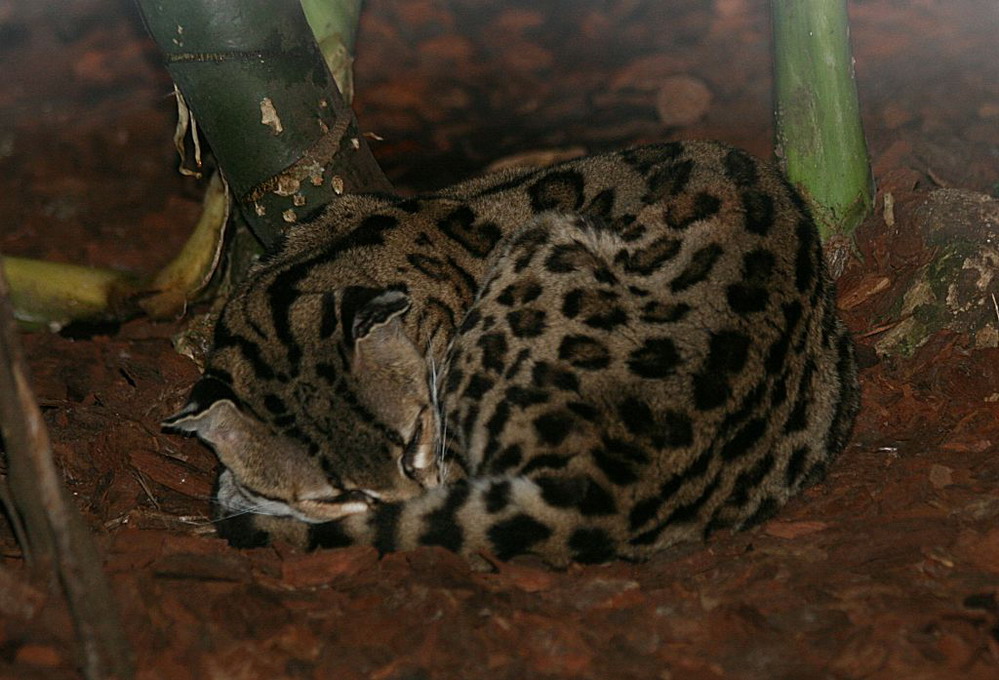 Margaykat (Leopardus Wiedii)