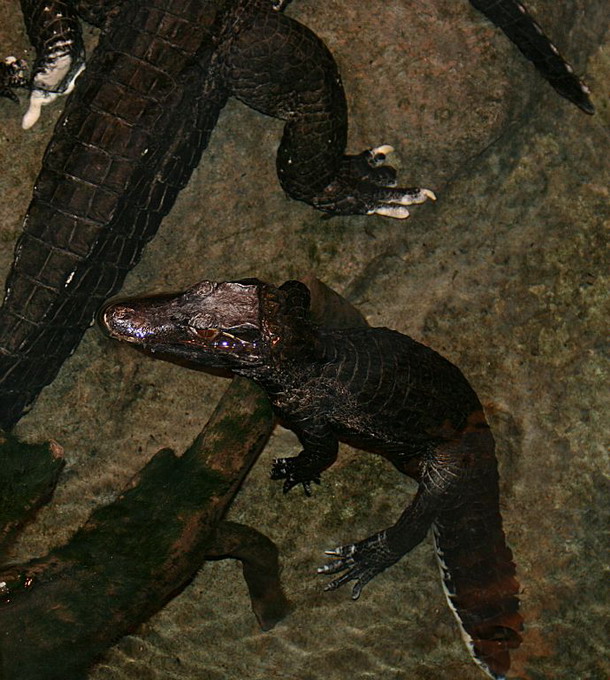 Dværgkaiman (Paleosuchus Palpebrosus)