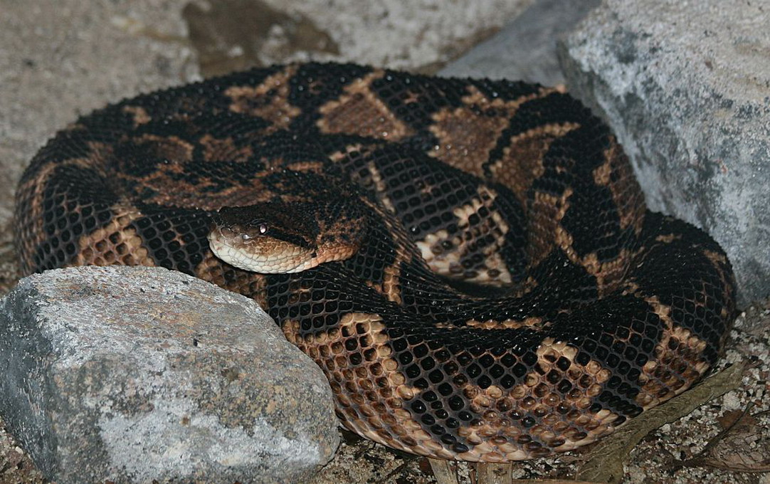 Bushmaster (Lachesis Muta)