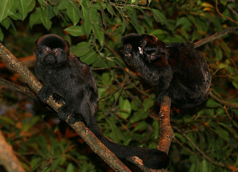 Springtamarin (Callimico Goeldii)