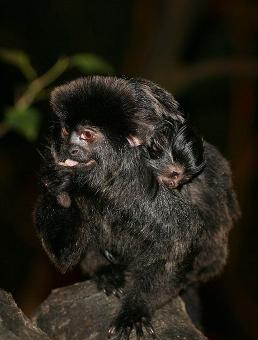 Springtamarin (Callimico Goeldii)