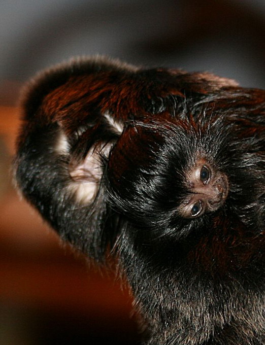 Springtamarin (Callimico Goeldii)