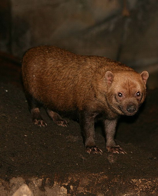 Skovhund (Speothos Venaticus)