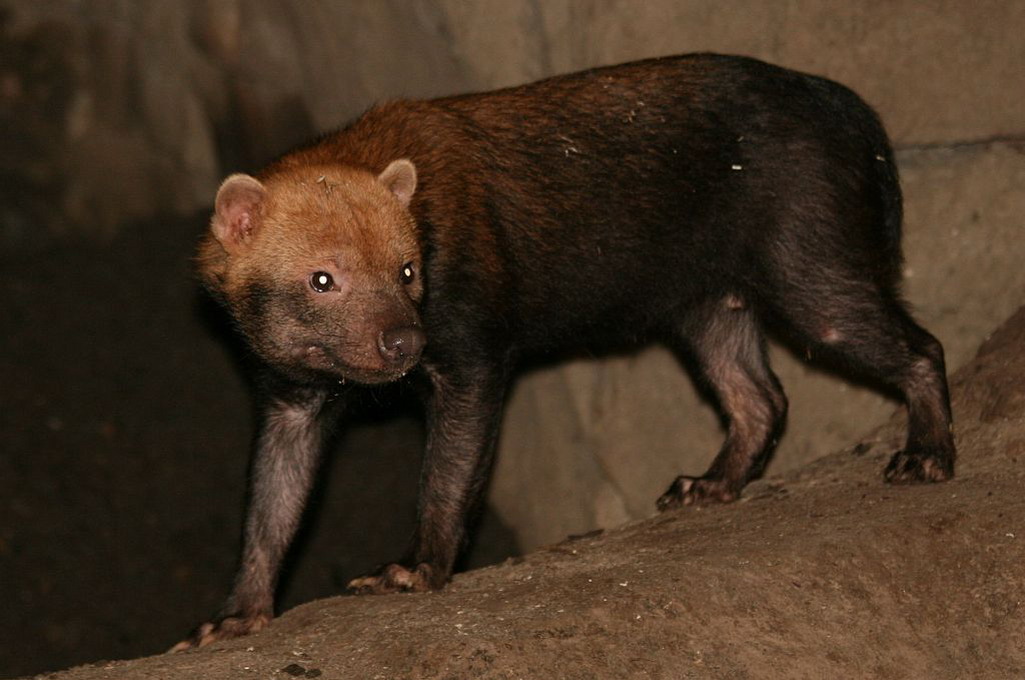 Skovhund (Speothos Venaticus)