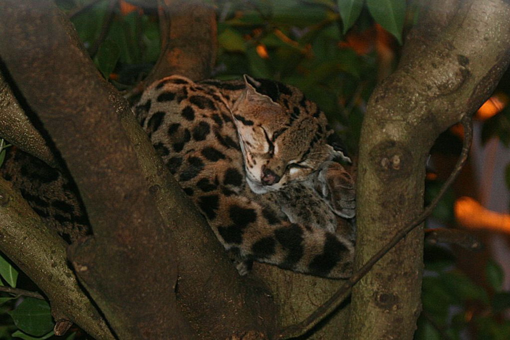 Margaykat (Leopardus Wiedii)