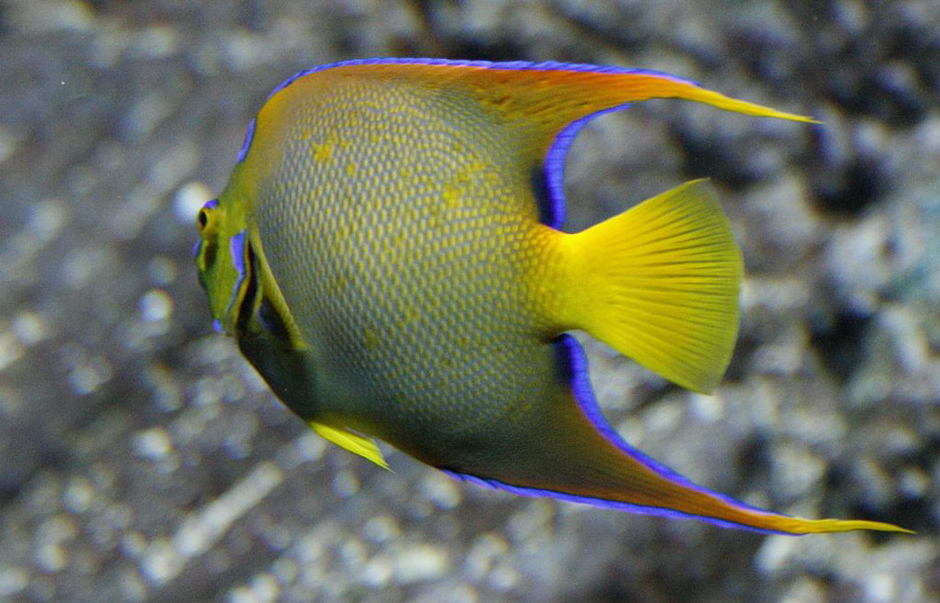 Dronningekejserfisk (Holacanthus Ciliaris)