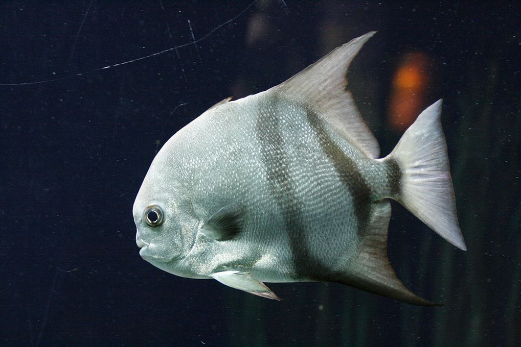 Spadefisk (Chaetopiterus Faber)