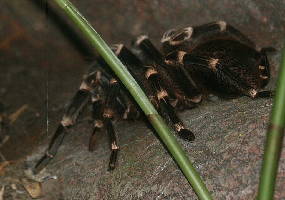 Fugleedderkop (Acanthoscurria Geniculata)