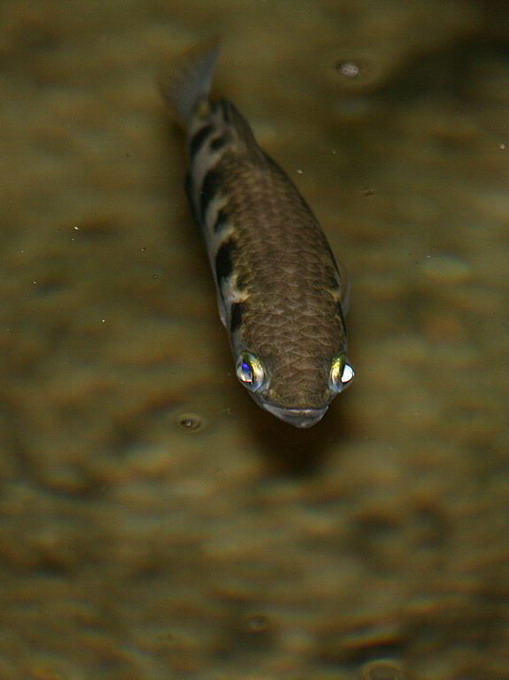 Fisk