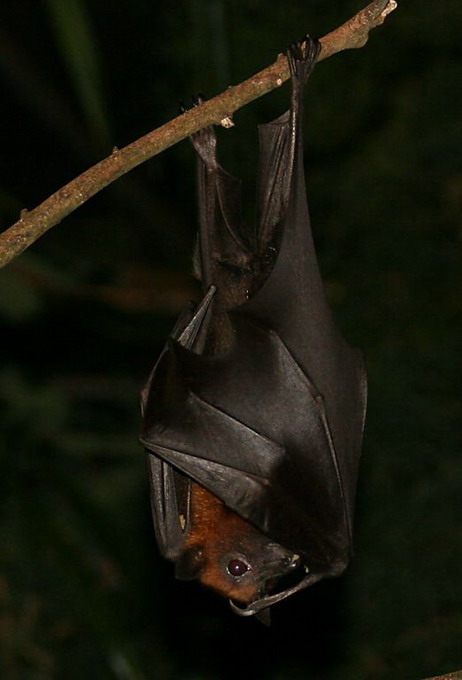 Lyles Flyvende Hund (Pteropus Lylei)