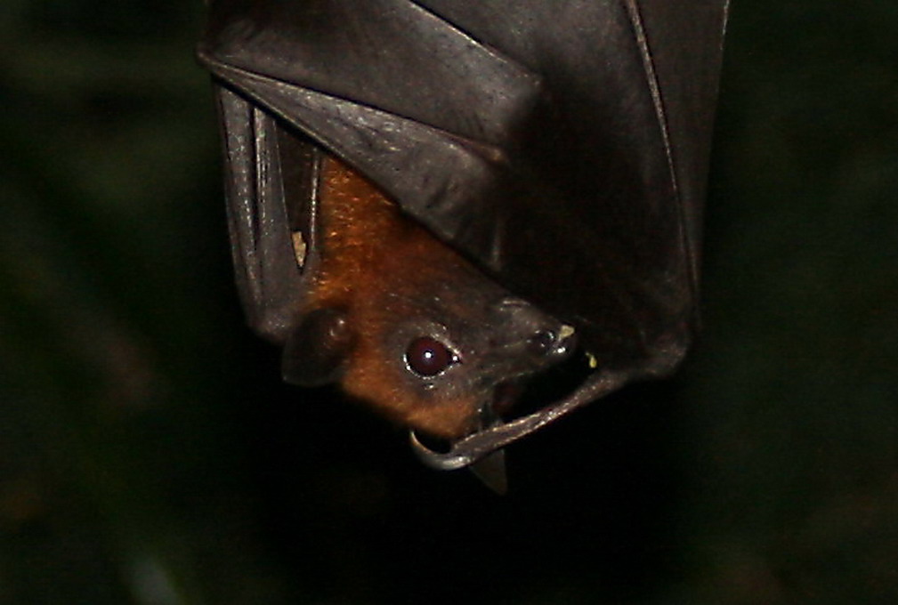 Lyles Flyvende Hund (Pteropus Lylei)