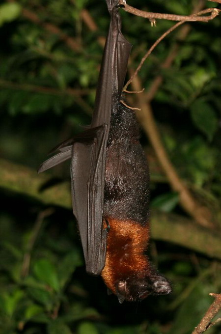 Lyles Flyvende Hund (Pteropus Lylei)