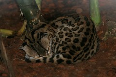 Margaykat (Leopardus Wiedii)