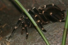 Fugleedderkop (Acanthoscurria Geniculata)