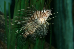 Almindelig Dragefisk (Pterois Volitans)