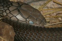 Indlandstaipan (Oxyuranus Microlepidotus)