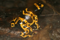 Gul Pilegiftfrø (Phyllobates Terribilis)